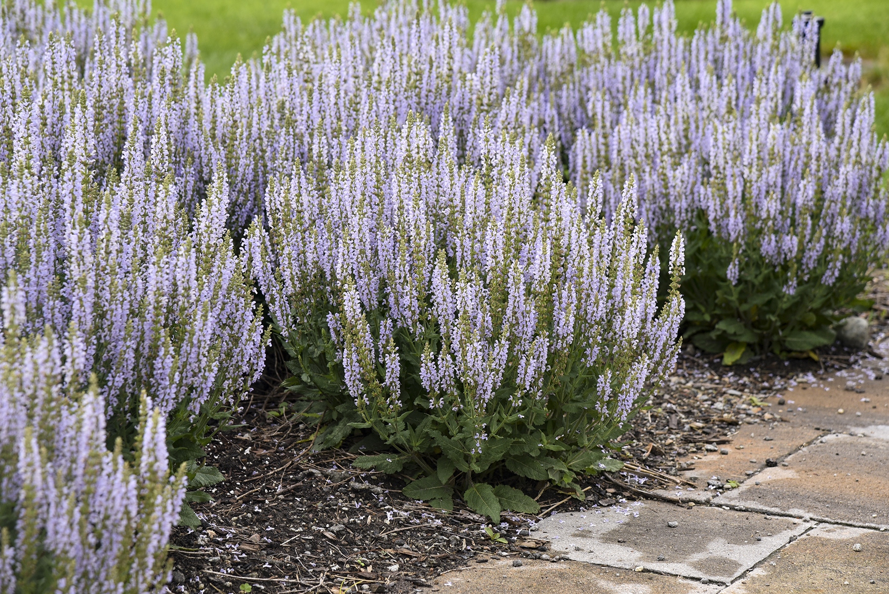 Salvia